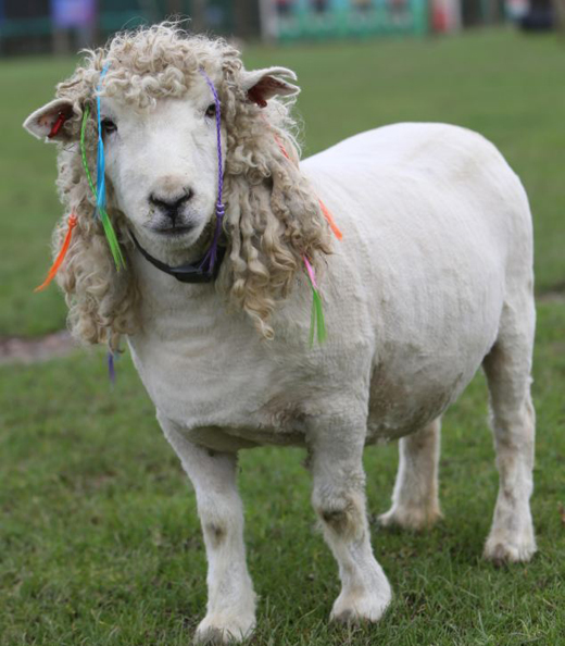 marley sheep 1
